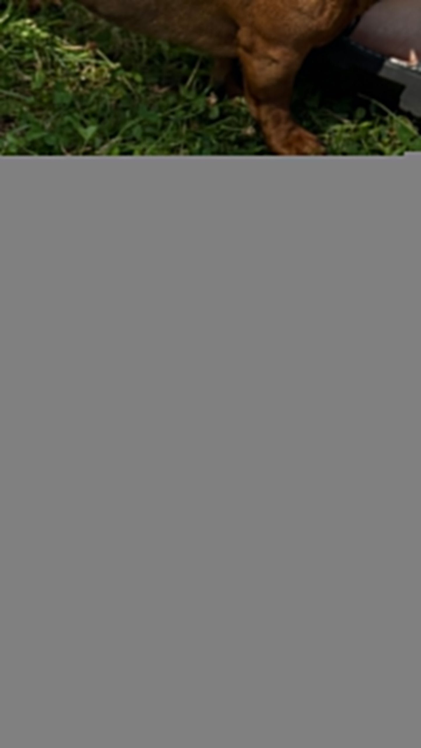 Beef Menu + 3 treats bundle 34 € ZoozyPetFood ZoozyPetFood