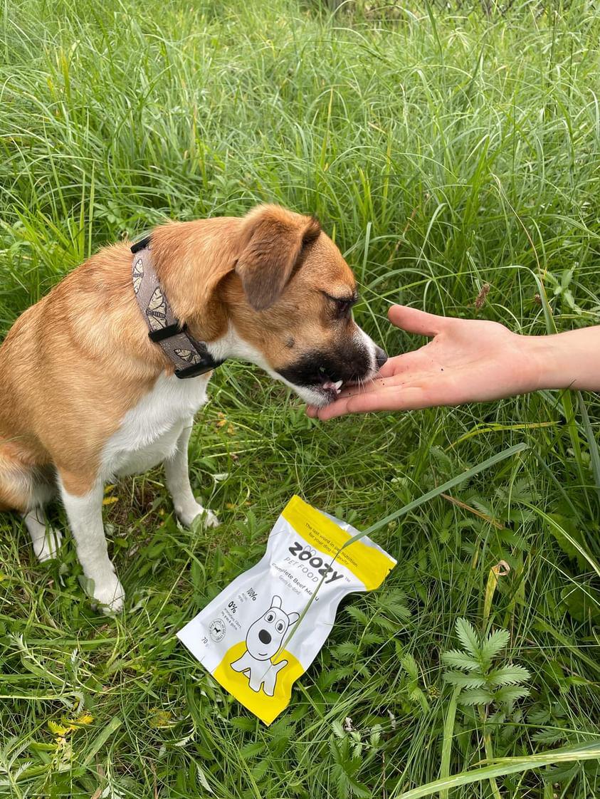 Serving of Zoozy Beef Menu – fresh, natural beef wet food for dogs, ready to eat