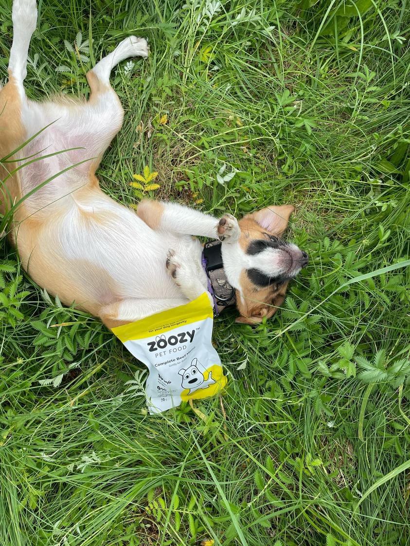 Top view of Zoozy Beef Menu – fresh, protein-rich wet food for dogs, grain-free and healthy
