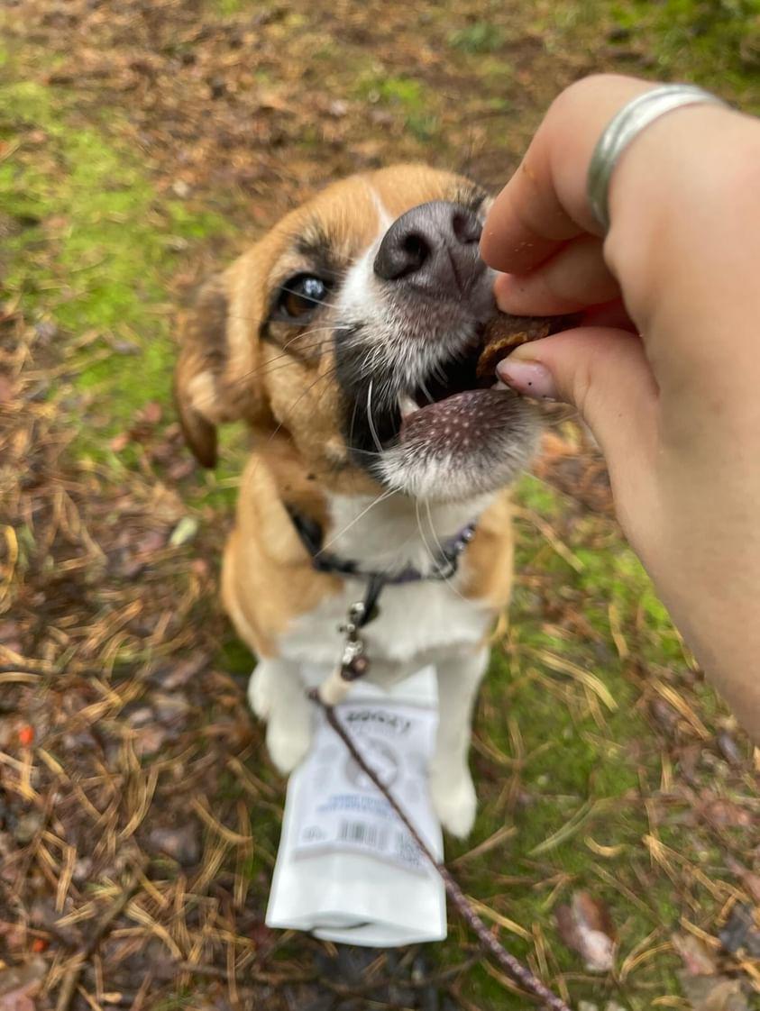 Burgery z królika z jabłkiem i jarmużem