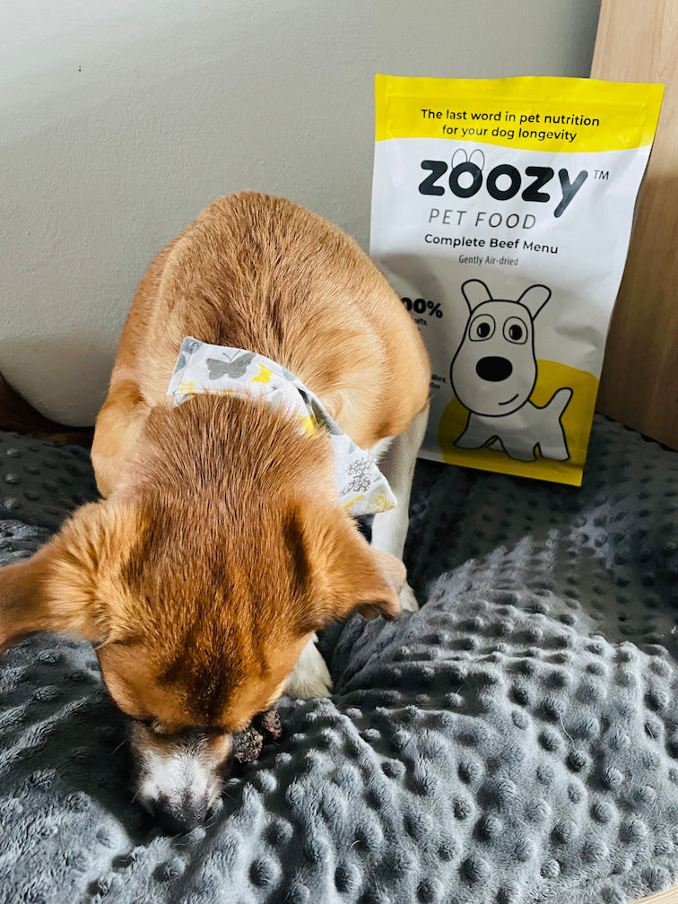 Zoozy Beef Menu in a bowl – premium wet dog food made with real beef for a balanced diet